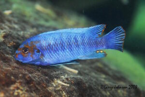 Labeotropheus trewavasae 'Border'